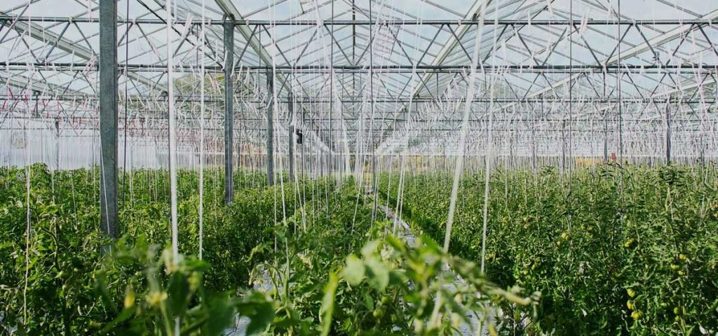 horticulture greenhouse video thumbnail cropped 1024x480.jpg